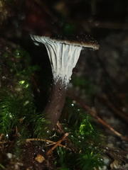 Craterellus australis