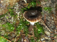 Craterellus australis