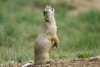 Prairie Dogs - Photo (c) Kevin Schafer, some rights reserved (CC BY-NC-ND), uploaded by Kevin Schafer