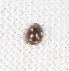 Sticholotidinae