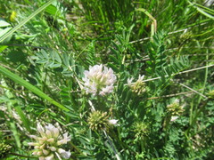 Astragalus austrosibiricus