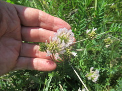 Astragalus austrosibiricus