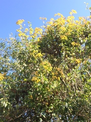Senecio brachypodus