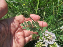Astragalus austrosibiricus