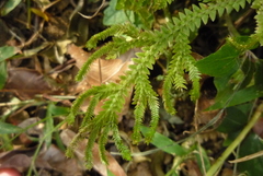 Selaginella boninensis