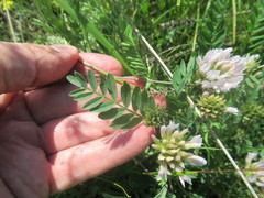Astragalus austrosibiricus
