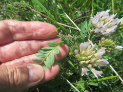 Astragalus austrosibiricus