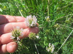 Astragalus austrosibiricus
