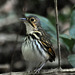 Streak-chested Antpitta - Photo (c) Don Faulkner, some rights reserved (CC BY-SA)