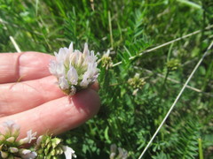 Astragalus austrosibiricus