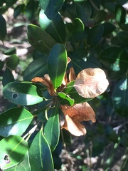 Hymenocardia ulmoides