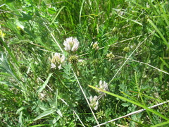 Astragalus austrosibiricus