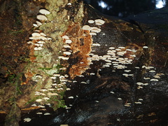 Panellus luxfilamentus
