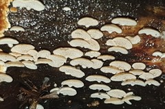 Panellus luxfilamentus