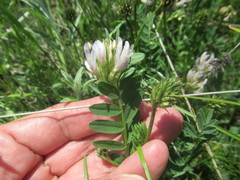 Astragalus austrosibiricus