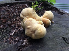 Laetiporus versisporus