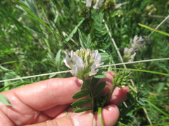 Astragalus austrosibiricus