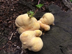 Laetiporus versisporus