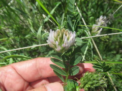 Astragalus austrosibiricus