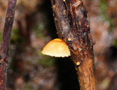 Pleuroflammula praestans