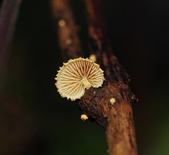 Pleuroflammula praestans