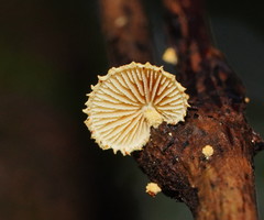 Pleuroflammula praestans