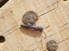 Sapygina decemguttata