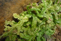Selaginella boninensis