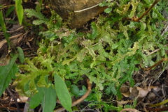 Selaginella boninensis