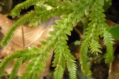 Selaginella boninensis