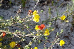 Aspalathus intervallaris