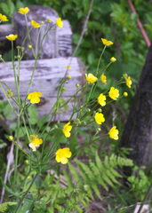Ranunculus japonicus