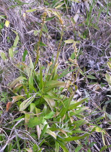 Aletris foliata iNat (2)