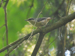 Sitta europaea