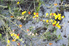 Aspalathus intervallaris