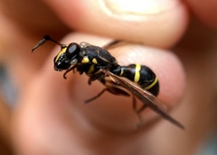 Sphiximorpha willistoni