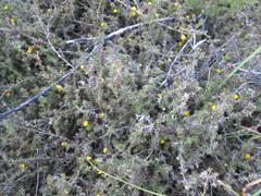 Aspalathus cordicarpa