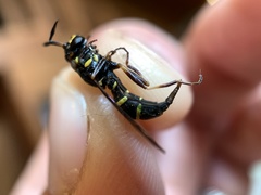 Sphiximorpha willistoni