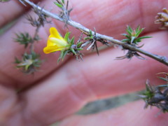 Aspalathus cordicarpa