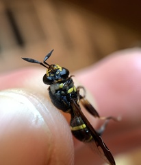 Sphiximorpha willistoni