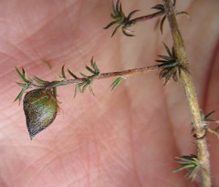 Aspalathus cordicarpa