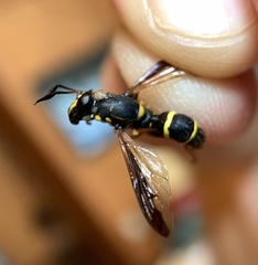 Sphiximorpha willistoni