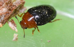 Triplax rufipes