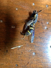 Sphiximorpha willistoni