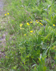 Ranunculus japonicus