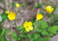 Ranunculus japonicus