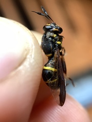 Sphiximorpha willistoni