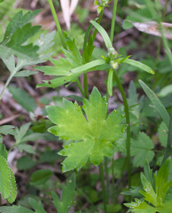 Ranunculus japonicus