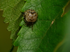 Dipoena melanogaster