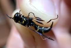 Sphiximorpha willistoni